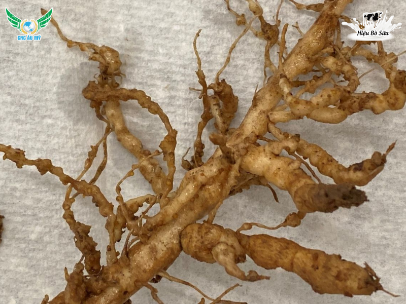 BỆNH TUYẾN TRÙNG RỄ | NGUYÊN NHÂN VÀ BIỆN PHÁP PHÒNG NGỪA 