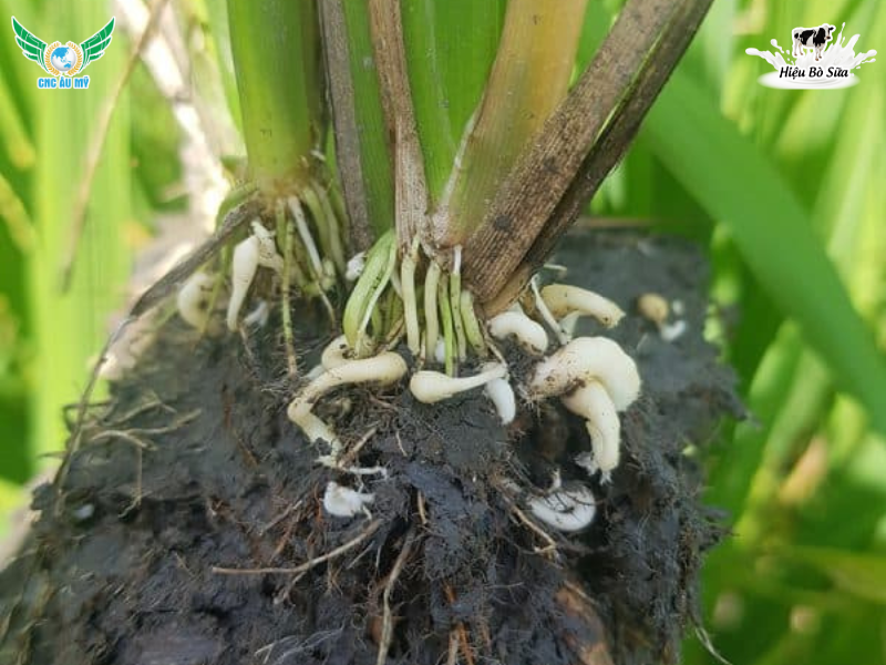 BỆNH TUYẾN TRÙNG RỄ | NGUYÊN NHÂN VÀ BIỆN PHÁP PHÒNG NGỪA 