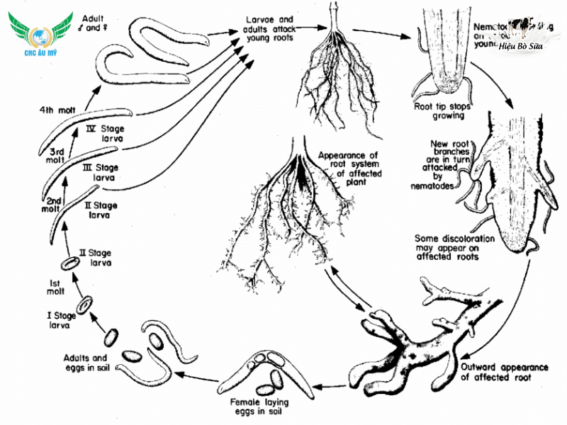 BỆNH TUYẾN TRÙNG RỄ | NGUYÊN NHÂN VÀ BIỆN PHÁP PHÒNG NGỪA 