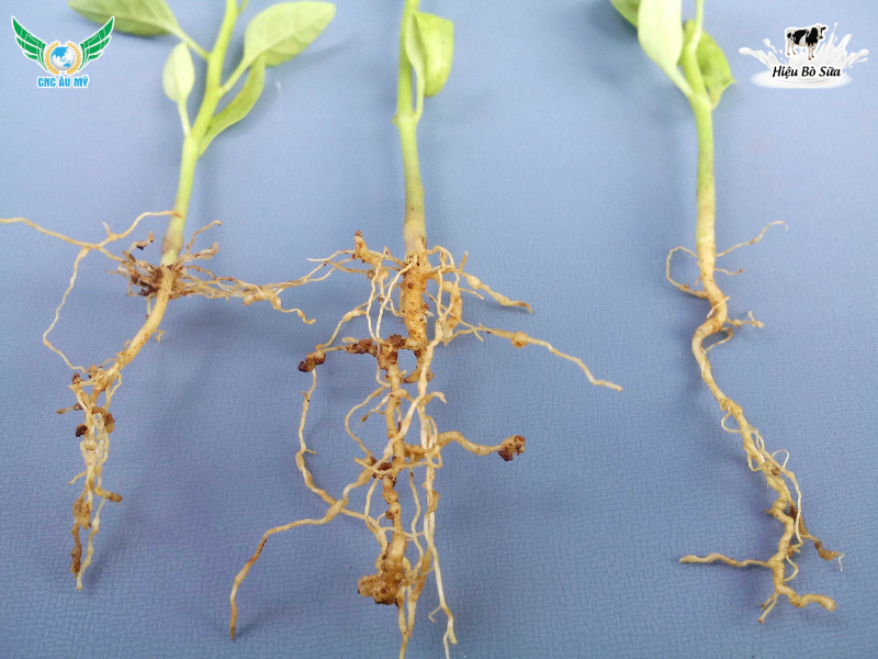 BỆNH TUYẾN TRÙNG RỄ | NGUYÊN NHÂN VÀ BIỆN PHÁP PHÒNG NGỪA 