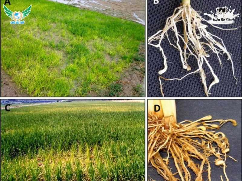 BỆNH TUYẾN TRÙNG RỄ | NGUYÊN NHÂN VÀ BIỆN PHÁP PHÒNG NGỪA 