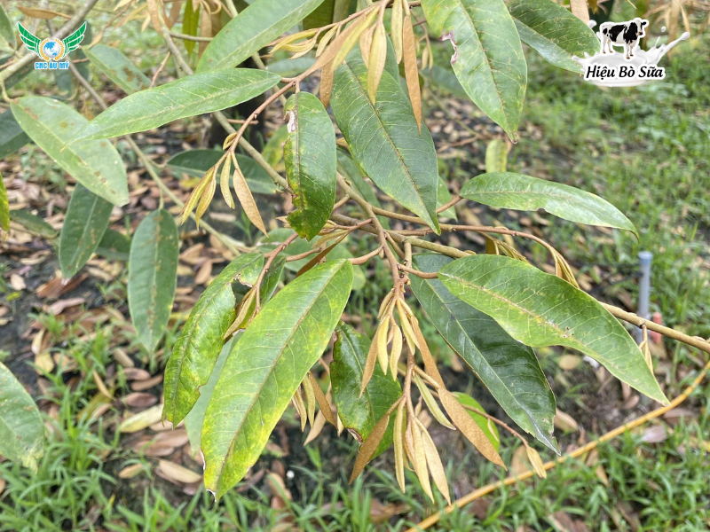 Top 9 loại bệnh phổ biến trên sầu riêng