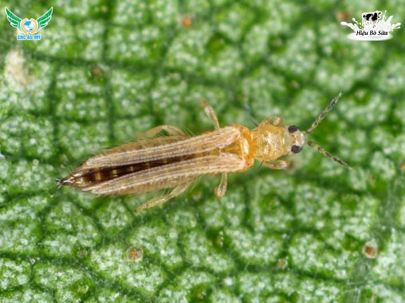 TOP 11 LOẠI SÂU RẦY HẠI SẦU RIÊNG THƯỜNG GẶP