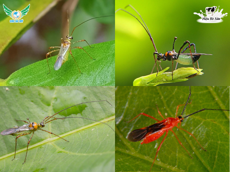 TOP 11 LOẠI SÂU RẦY HẠI SẦU RIÊNG THƯỜNG GẶP