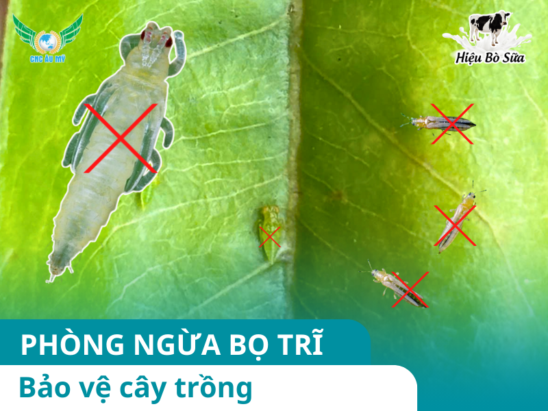 BỌ TRĨ CÁCH TIÊU DIỆT AN TOÀN VÀ HIỆU QUẢ 