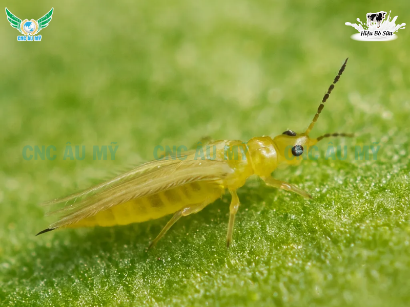 BỌ TRĨ SẦU RIÊNG | DẤU HIỆU VÀ GIẢI PHÁP KHẮC PHỤC