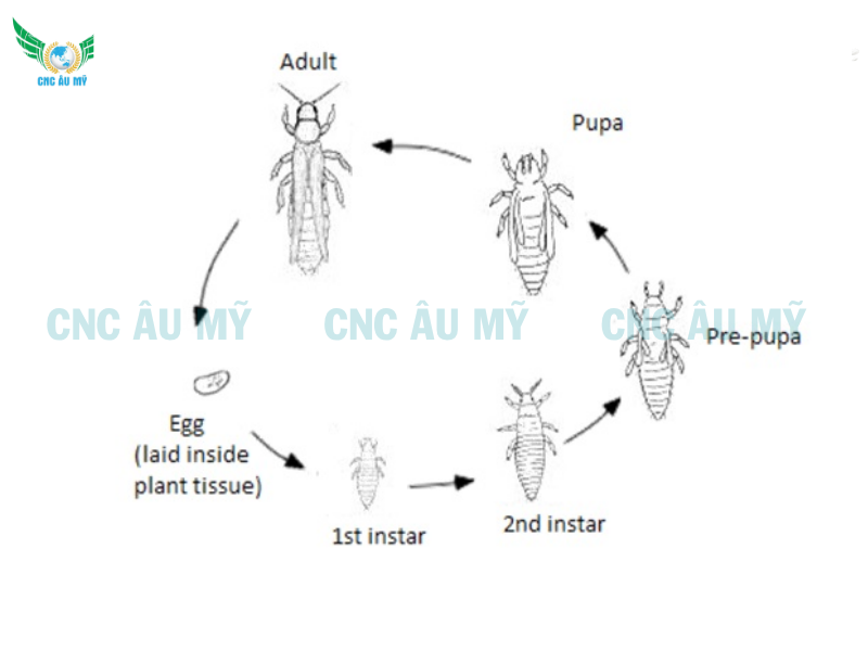 BỌ TRĨ SẦU RIÊNG | DẤU HIỆU VÀ GIẢI PHÁP KHẮC PHỤC