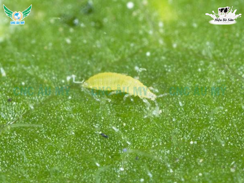 BỌ TRĨ SẦU RIÊNG | DẤU HIỆU VÀ GIẢI PHÁP KHẮC PHỤC