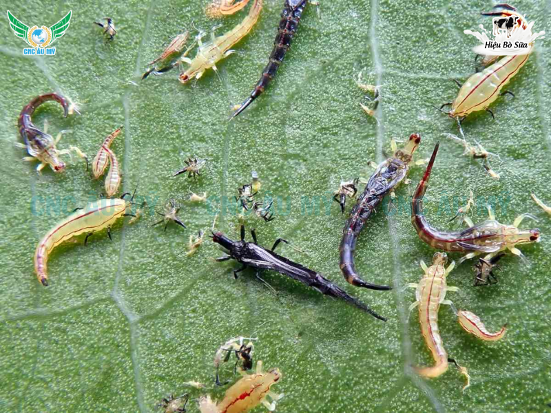 BỌ TRĨ SẦU RIÊNG | DẤU HIỆU VÀ GIẢI PHÁP KHẮC PHỤC