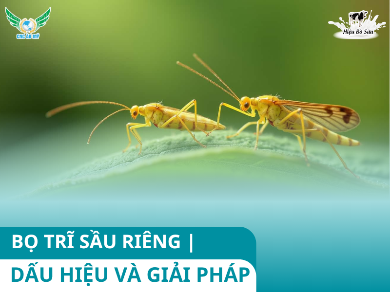 BỌ TRĨ SẦU RIÊNG | DẤU HIỆU VÀ GIẢI PHÁP KHẮC PHỤC