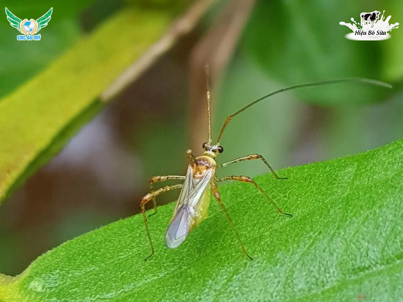 BỌ XÍT MUỖI HẠI SẦU RIÊNG | ĐẶC ĐIỂM, TÁC HẠI VÀ BIỆN PHÁP XỬ LÝ