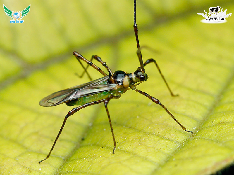 BỌ XÍT MUỖI HẠI SẦU RIÊNG | ĐẶC ĐIỂM, TÁC HẠI VÀ BIỆN PHÁP XỬ LÝ