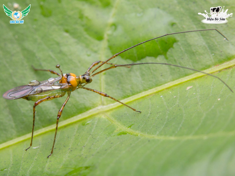 BỌ XÍT MUỖI HẠI SẦU RIÊNG | ĐẶC ĐIỂM, TÁC HẠI VÀ BIỆN PHÁP XỬ LÝ