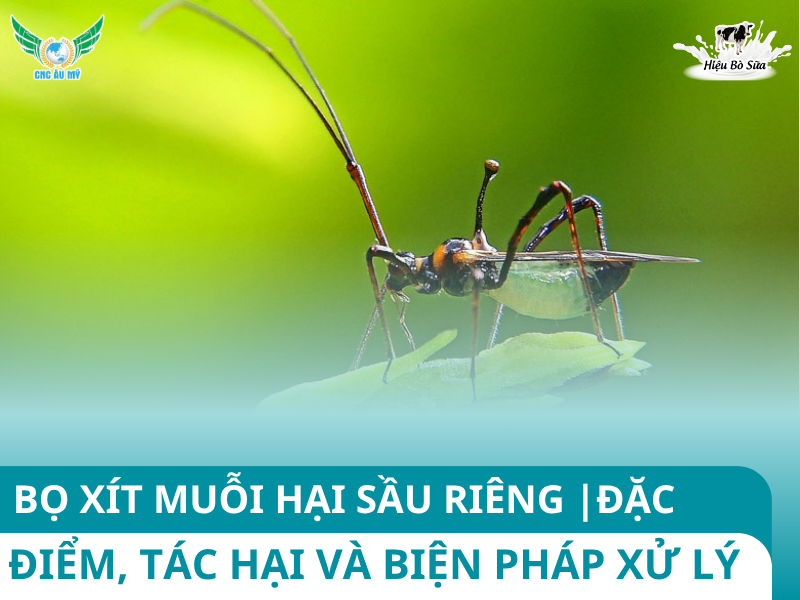 BỌ XÍT MUỖI HẠI SẦU RIÊNG | ĐẶC ĐIỂM, TÁC HẠI VÀ BIỆN PHÁP XỬ LÝ
