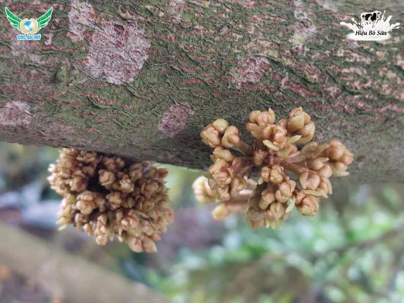 CÁCH XỬ LÝ MẮT CUA ĐEN KHI GẶP MƯA