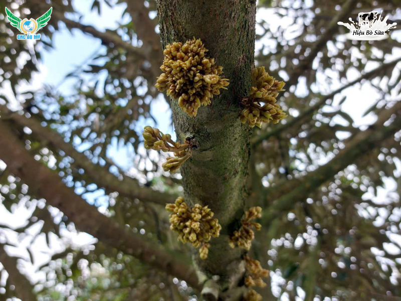 CÁCH XỬ LÝ MẮT CUA ĐEN KHI GẶP MƯA