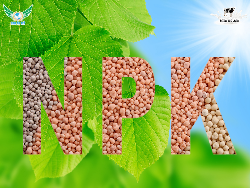 Các loại phân bón sử dụng phổ biến trên thị trường hiện nay 