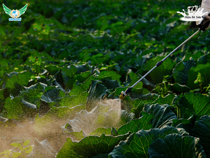 Cách bón phân hữu cơ trồng rau an toàn và hiệu quả