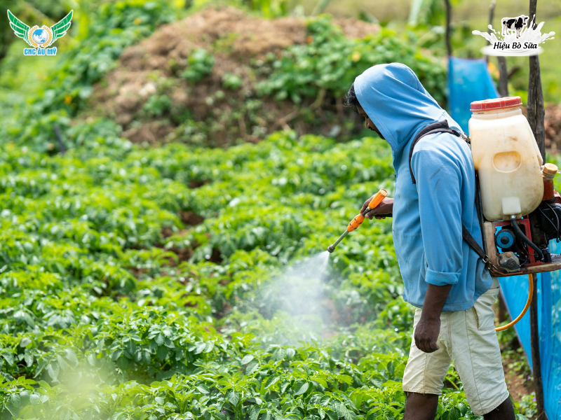 Cách bón phân hữu cơ trồng rau an toàn và hiệu quả
