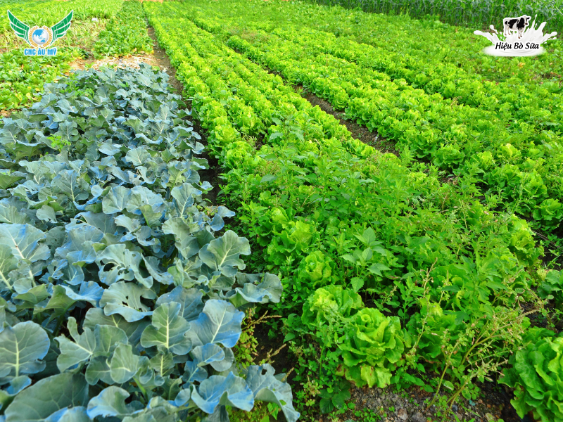 Cách bón phân hữu cơ trồng rau an toàn và hiệu quả