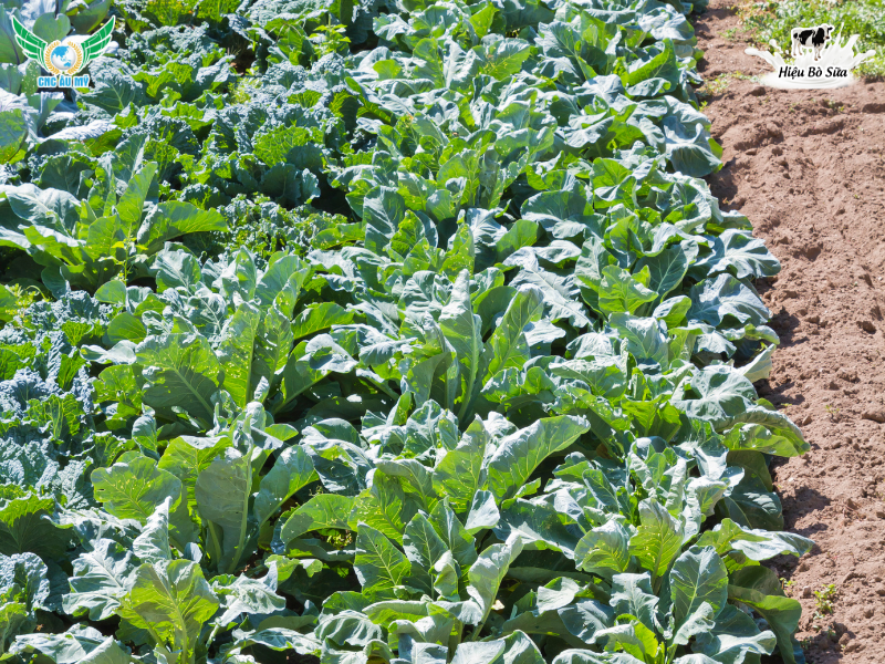 Cách bón phân hữu cơ trồng rau an toàn và hiệu quả