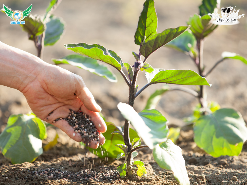 Cách bón phân hữu cơ trồng rau an toàn và hiệu quả