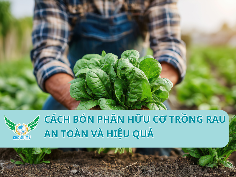Cách bón phân hữu cơ trồng rau an toàn và hiệu quả