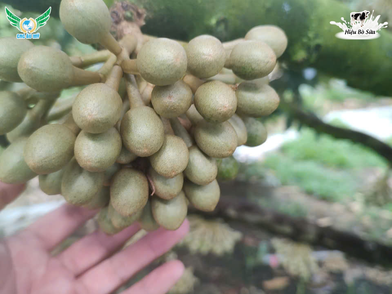 HƯỚNG DẪN CÁCH TUYỂN BÔNG SẦU RIÊNG VÀ CHĂM SÓC SAU TUYỂN