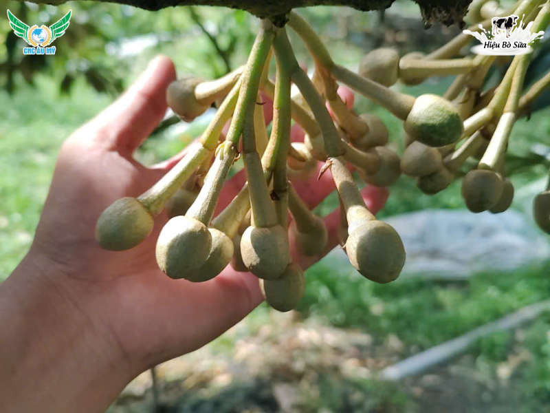 HƯỚNG DẪN CÁCH TUYỂN BÔNG SẦU RIÊNG VÀ CHĂM SÓC SAU TUYỂN