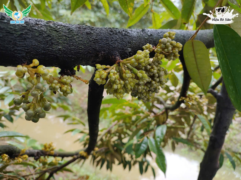 HƯỚNG DẪN CÁCH TUYỂN BÔNG SẦU RIÊNG VÀ CHĂM SÓC SAU TUYỂN