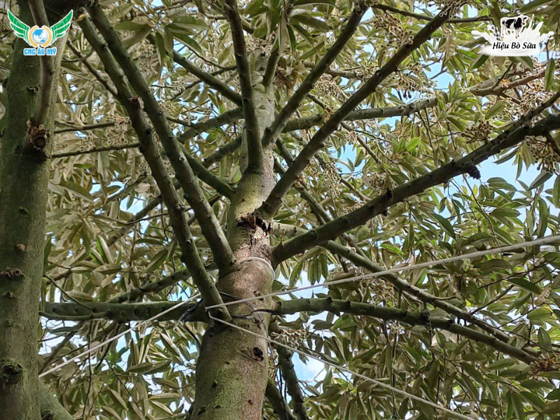 HƯỚNG DẪN CÁCH TUYỂN BÔNG SẦU RIÊNG VÀ CHĂM SÓC SAU TUYỂN