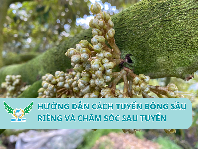 HƯỚNG DẪN CÁCH TUYỂN BÔNG SẦU RIÊNG VÀ CHĂM SÓC SAU TUYỂN