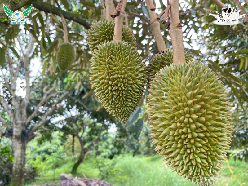 HƯỚNG DẪN CÁCH TUYỂN TRÁI HIỆU QUẢ ĐẠT NĂNG SUẤT CAO