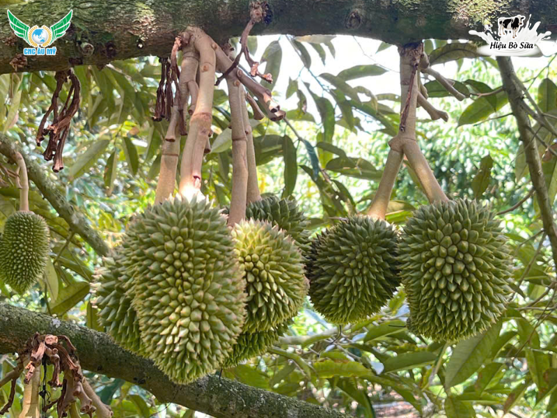 HƯỚNG DẪN CÁCH TUYỂN TRÁI HIỆU QUẢ ĐẠT NĂNG SUẤT CAO