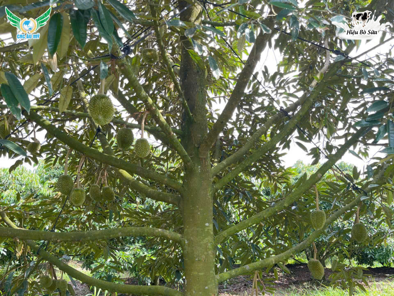 HƯỚNG DẪN CÁCH TUYỂN TRÁI HIỆU QUẢ ĐẠT NĂNG SUẤT CAO