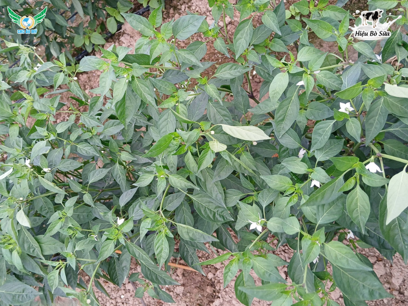 BỆNH HÉO XANH TRÊN ỚT NGUYÊN NHÂN VÀ BIỆN PHÁP XỬ LÝ