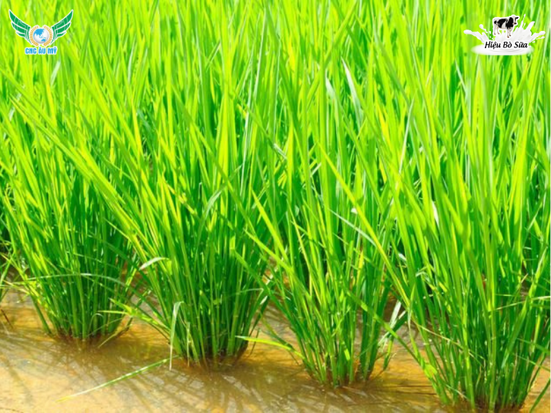 VỤ HÈ THU LÀ GÌ? ĐẶC ĐIỂM VỤ HÈ THU TRONG CANH TÁC LÚA
