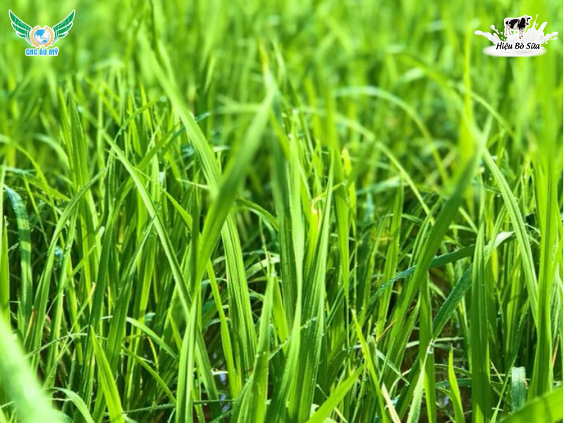 LÚA BỊ BƯỚU RỄ DO TUYẾN TRÙNG TẤN CÔNG