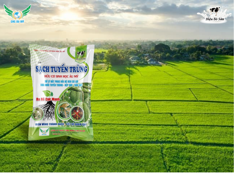 LÚA BỊ BƯỚU RỄ DO TUYẾN TRÙNG TẤN CÔNG