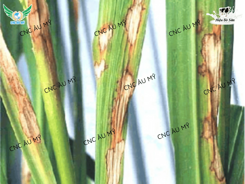 BỆNH KHÔ VẰN LÀ GÌ? NGUYÊN NHÂN VÀ BIỆN PHÁP PHÒNG NGỪA