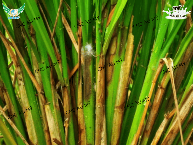 BỆNH KHÔ VẰN LÀ GÌ? NGUYÊN NHÂN VÀ BIỆN PHÁP PHÒNG NGỪA