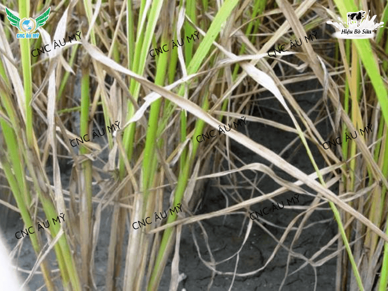 BỆNH KHÔ VẰN LÀ GÌ? NGUYÊN NHÂN VÀ BIỆN PHÁP PHÒNG NGỪA