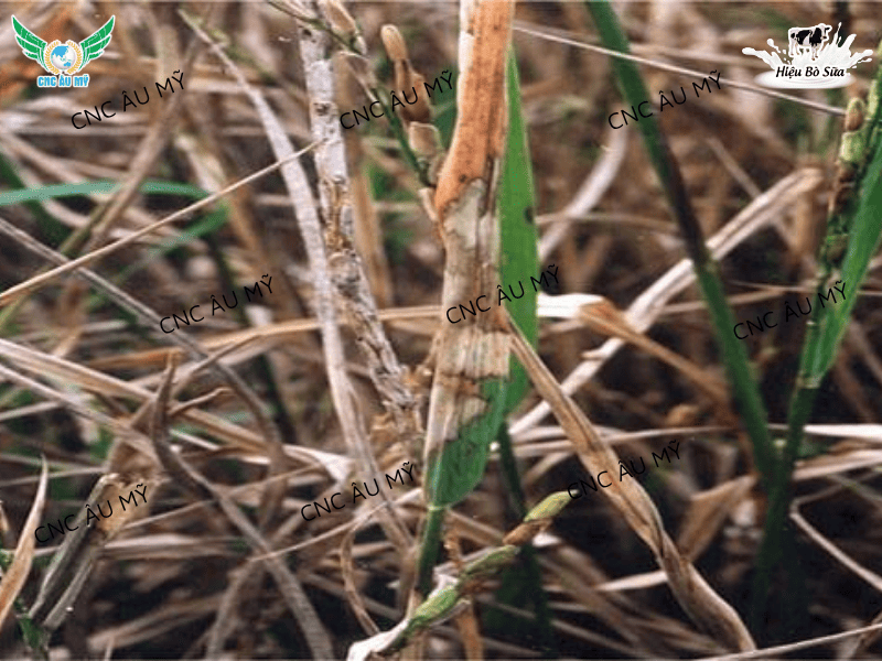 BỆNH KHÔ VẰN LÀ GÌ? NGUYÊN NHÂN VÀ BIỆN PHÁP PHÒNG NGỪA