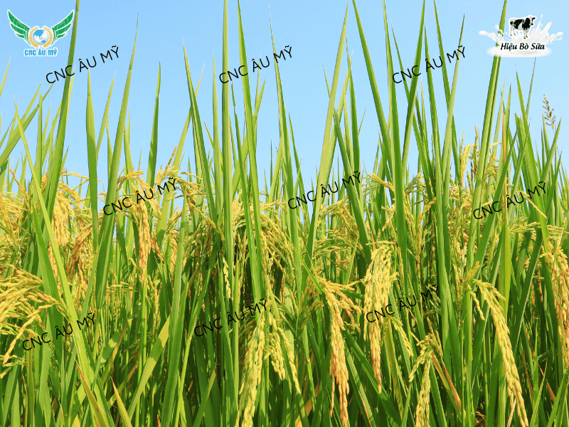 BỆNH KHÔ VẰN LÀ GÌ? NGUYÊN NHÂN VÀ BIỆN PHÁP PHÒNG NGỪA