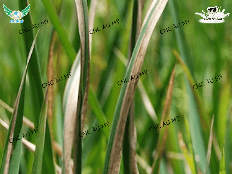 BỆNH CHÁY BÌA LÁ LÚA DO VI KHUẨN NGUYÊN NHÂN VÀ CÁCH PHÒNG TRỊ