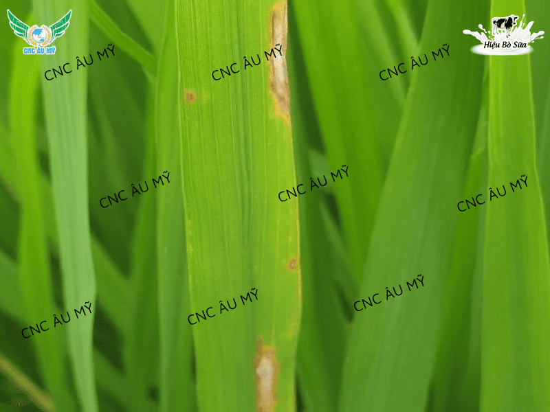 BỆNH CHÁY BÌA LÁ LÚA DO VI KHUẨN NGUYÊN NHÂN VÀ CÁCH PHÒNG TRỊ
