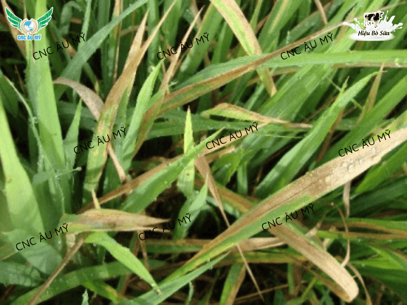 BỆNH CHÁY BÌA LÁ LÚA DO VI KHUẨN NGUYÊN NHÂN VÀ CÁCH PHÒNG TRỊ