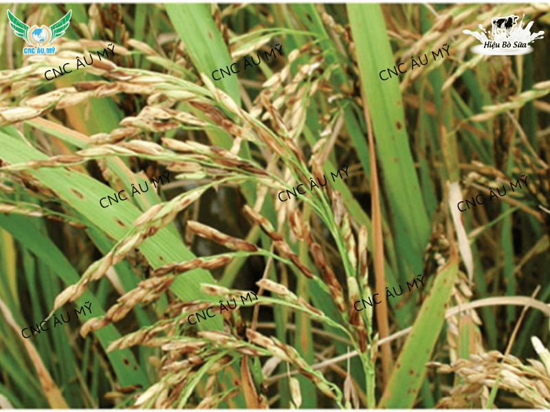 Lem lép hạt là gì? Nguyên nhân, dấu hiệu và cách phòng trị hiệu quả