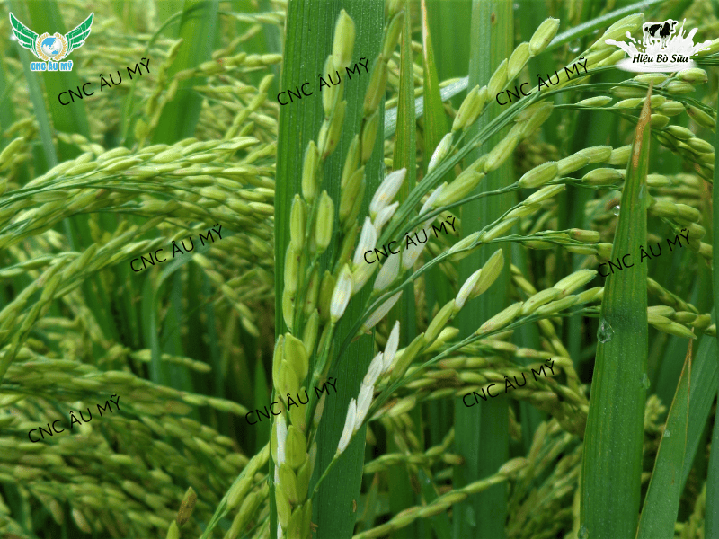 Lem lép hạt là gì? Nguyên nhân, dấu hiệu và cách phòng trị hiệu quả