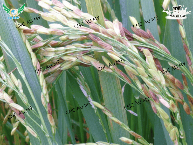 Lem lép hạt là gì? Nguyên nhân, dấu hiệu và cách phòng trị hiệu quả